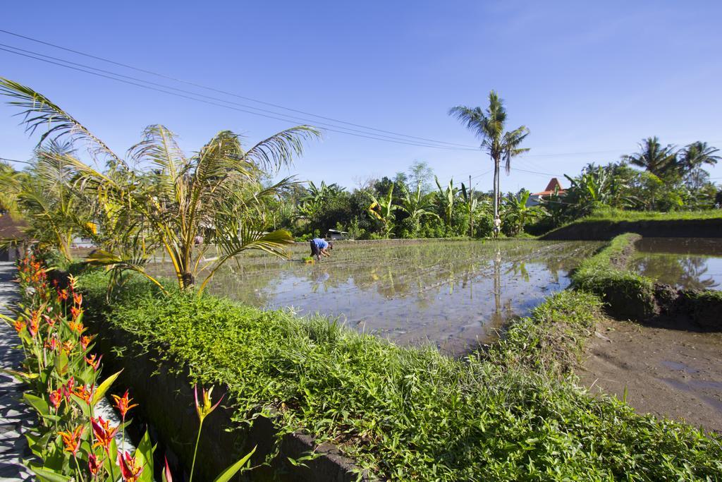 Baruna Sari Villa Ubud Exterior foto